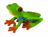 Broasca cu ochii rosii - collecta