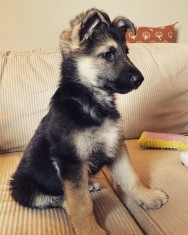 V&acirc;nd pui Ciobanesc german cu pedigree