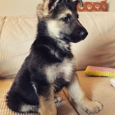 Vând pui Ciobanesc german cu pedigree