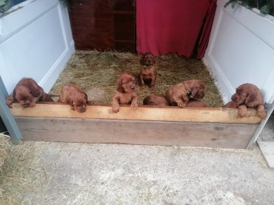 V&amp;acirc;nd pui setter irlandez foto