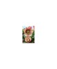 Planta Spanz, Helleborus Orientalis, flori simple, peach, orange, ghiveci 10cm, Oem