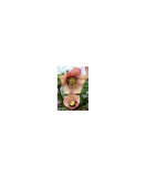 Planta Spanz, Helleborus Orientalis, flori simple, peach, orange, ghiveci 10cm, Oem