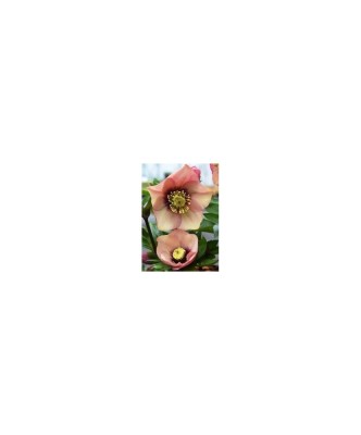 Planta Spanz, Helleborus Orientalis, flori simple, peach, orange, ghiveci 10cm foto