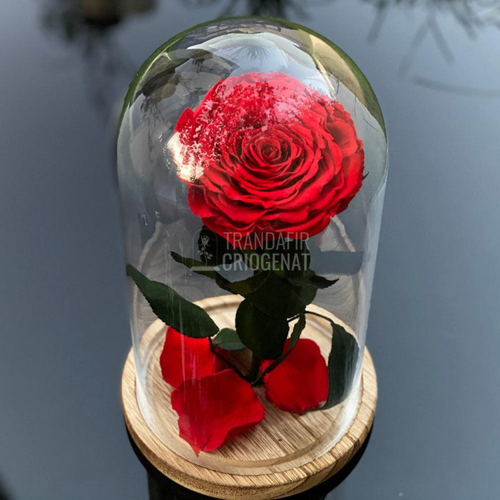 Trandafir Criogenat rosu &Oslash;9,5cm in cupola sticla 12x25cm