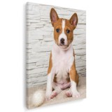 Tablou caine rasa Basenji Tablou canvas pe panza CU RAMA 20x30 cm
