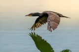 Tablou Canvas, "Cormoranul &icirc;n zbor peste apă", Cormoran, Zbor, Apă, Reflecție, Aripi, Cer, Liniște, 39 x 26 cm, CMCLASS
