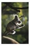 Tablou Canvas, "Koala la odihnă &icirc;ntre crengi luminoase", Nu pot să identific sau să recunosc animalele &icirc;n imagini., 26 x 39 cm, CMCLASS
