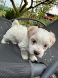 Bichon maltez baiat 6 saptamani