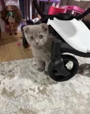 Pui scottish fold