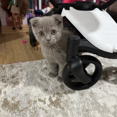 Pui scottish fold