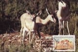 C5533 - carte maxima Libia 1987