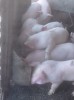V&acirc;nd purcei la 35 de kg de carne