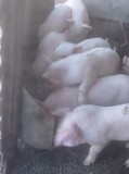 V&acirc;nd purcei 11 săptăm&acirc;ni de carne