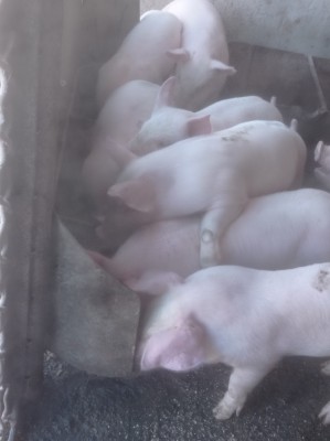 V&amp;acirc;nd purcei la 35 de kg de carne foto