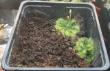 Seminte de planta carnivora (din cadrul complexului de drosera spatulata)