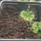Seminte de planta carnivora (50 seminte din cadrul complexului de drosera spatulata)