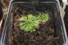 Seminte de planta carnivora din cadrul complexului de drosera spatulata