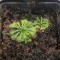 Seminte de planta carnivora din cadrul complexului de drosera spatulata