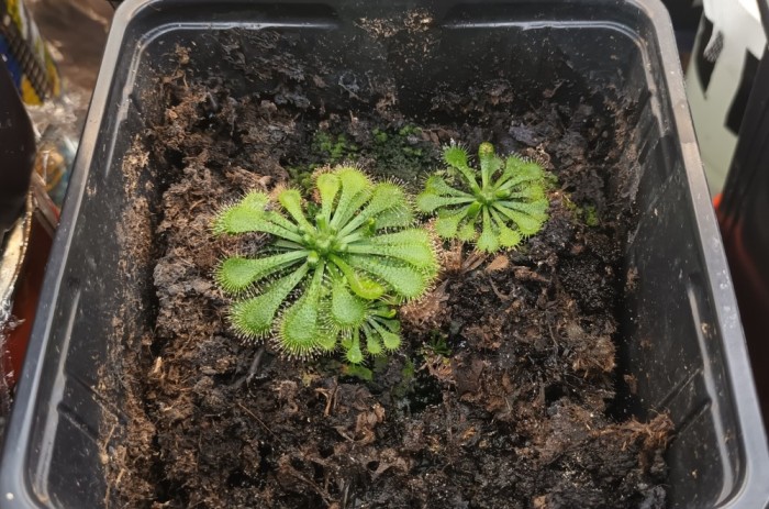 Seminte de planta carnivora din cadrul complexului de drosera spatulata