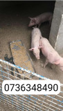 Porci de vanzare (scrofițe) au 2 luni, predare in Ceacu Calarasi
