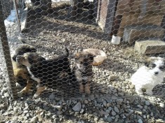 Ofer catei spre adoptie!!! foto