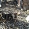 Ofer catei spre adoptie!!!