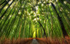 Fototapet Calatorie in padurea de bambus, 250 x 150 cm