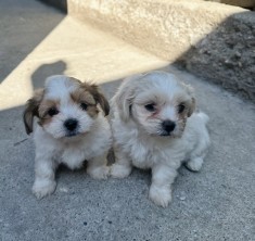 Cățeluși Bichon Maltese