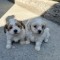 Cățeluși Bichon Maltese