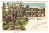 3540 - BACAU, Public Garden &amp; Deer, Litho, Romania - old postcard - used - 1906