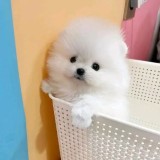 Pomeranian rada pura
