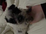 vand caini Shih Tzu ( masculi)