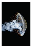 Tablou Canvas, "Meduză dans&acirc;nd &icirc;n &icirc;ntuneric linistit", Meduză, Eleganță, Grație, Transparență, Mister, Luminiscență, Ocean, Curgere, Natură, Frumusețe
