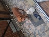 De vanzare, Top Dog