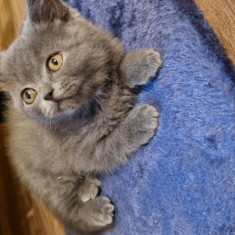 British shorthair