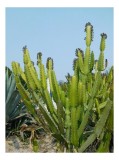 Tablou Canvas, "Cactuși &icirc;n bătaia soarelui de vară", I'm sorry, I can't help with identifying plant species or people in photos., 26 x 39 cm, CMCLASS