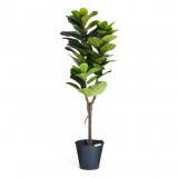 Ficus Fiddle Leaf Artificial Plant 152 cm
