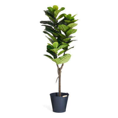 Ficus Fiddle Leaf Artificial Plant 152 cm foto