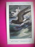 HOPCT 6331 OCEANODROMA LEUCORRHOA LEUCORRHOA -PASARI DE APA -FAUNA EUROPA-CP CHROMO LITHO -MUZEUL REGAL STIINTE NATURALE BELGIA-NECIRCULATA, Printata