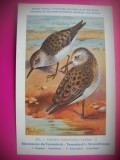 HOPCT 6326 CALIDRIS TEMMINCKI -PASARI DE APA -FAUNA EUROPA-CP CHROMO LITHO -MUZEUL REGAL STIINTE NATURALE BELGIA-NECIRCULATA, Printata