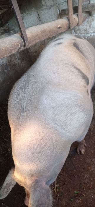 Purcea pietran belgian de v&acirc;nzare