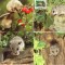 LETONIA 1994, CM, Fauna, WWF