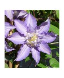 Clematis Thyrislund C2 Flori Mari Timpurii, Oem