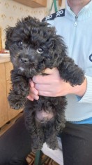 Bichon havanese negru foto