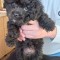 Bichon havanese negru