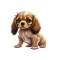 Sticker decorativ English Cocker, Maro, 56 cm, 5575ST