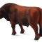 Figurina Taur Red Angus