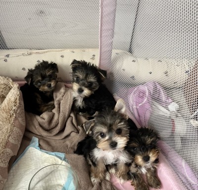 Yorkshire terrier foto