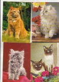 Bnk cp Pisici - lot 22 carti postale necirculate, Necirculata, Printata