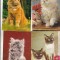 bnk cp Pisici - lot 22 carti postale necirculate